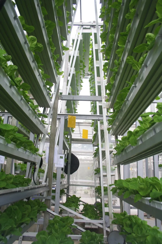 Vertical Farming: Growing in Urban Spaces