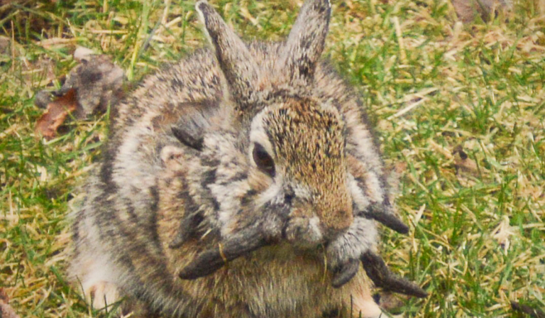 American rabbit virus causing tentacle-shaped growths on rabbit face
