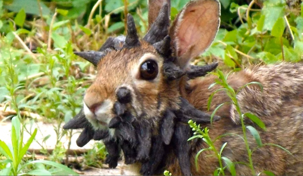 Close-up of rabbit with papillomavirus wart-like facial growths